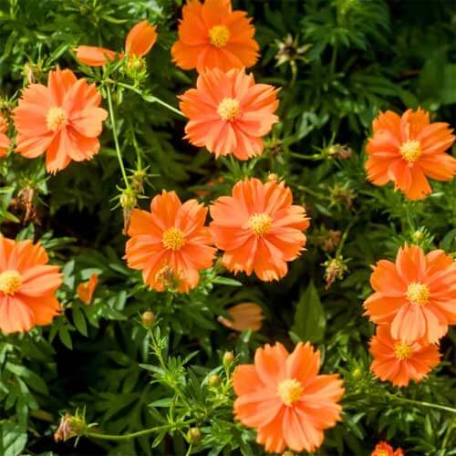 Cosmos sulphureus seeds - Flower Plant