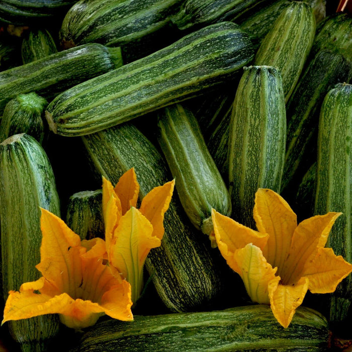 Costata Romanesco Zucchini Seeds - Vegetable Plant