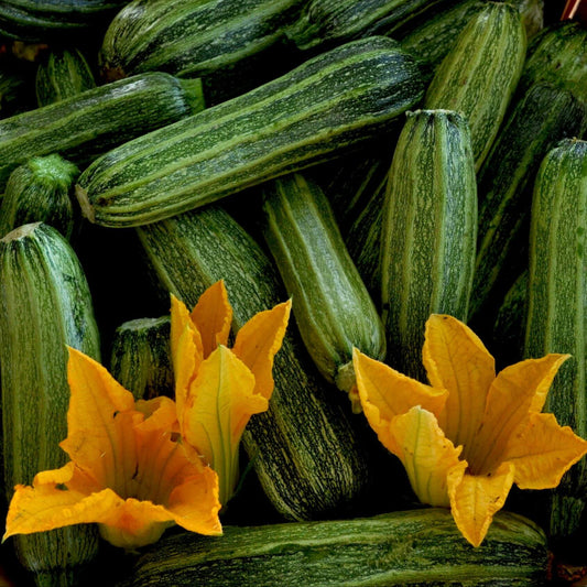 Costata Romanesco Zucchini Seeds - Vegetable Plant