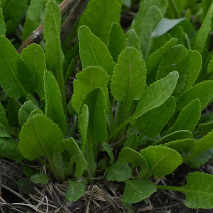 Costmary Seeds - Herbal Plant For Home Gardens 