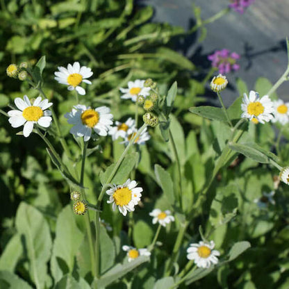 Costmary Seeds - Herbal Plant For Home Gardens 