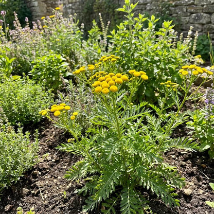 Costmary Seeds - Herbal Plant For Home Gardens 