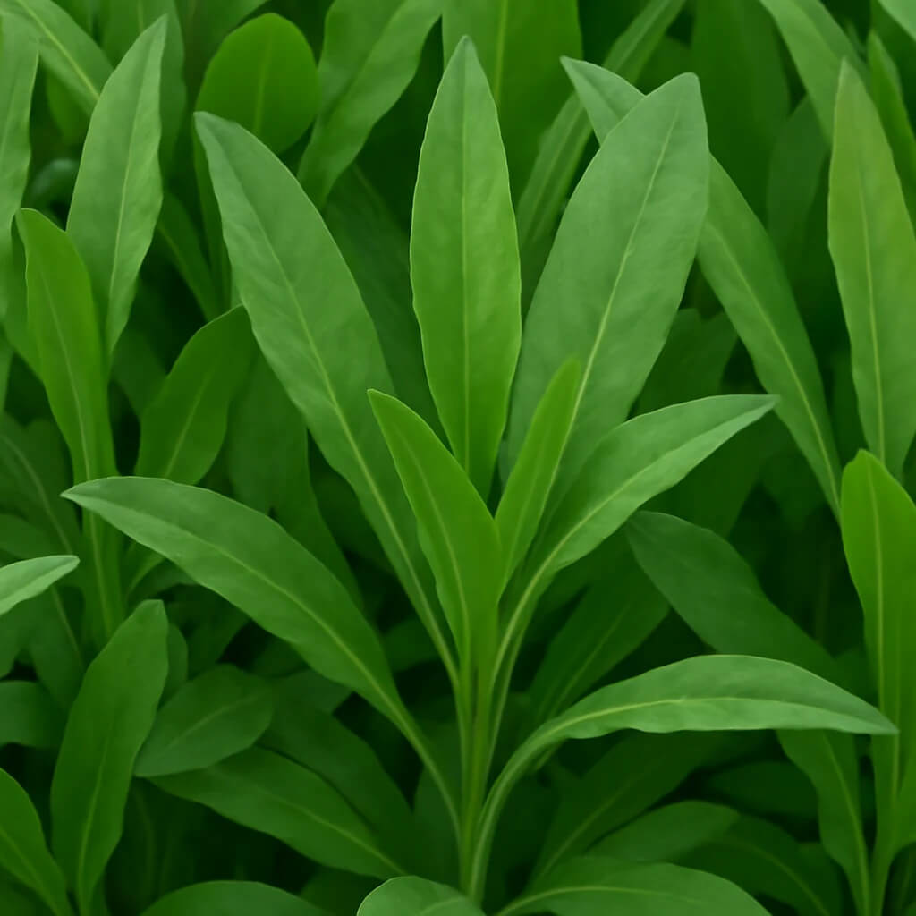 Costmary Seeds - Herbal Plant For Home Gardens 