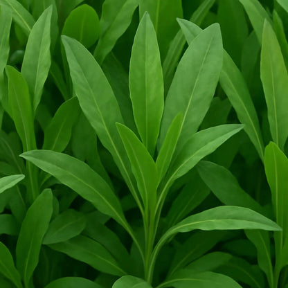 Costmary Seeds - Herbal Plant For Home Gardens 