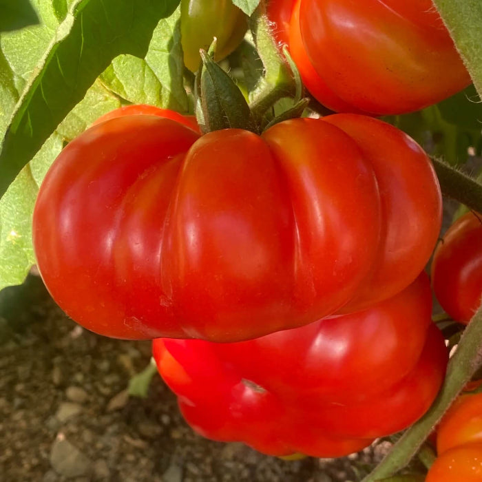 Costoluto genovese Tomato Seeds - Vegetable Plant