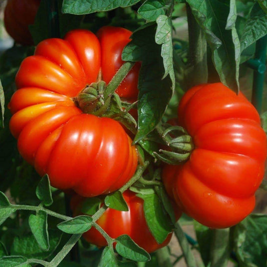 Costoluto genovese Tomato Seeds - Vegetable Plant