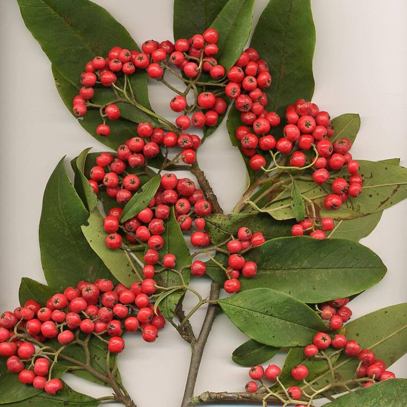 Cotoneaster Seeds - Flower Plant for Home Gardens