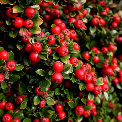 Cotoneaster Seeds - Flower Plant for Home Gardens