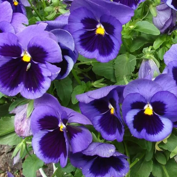 Cottage Essential Pansy Seeds