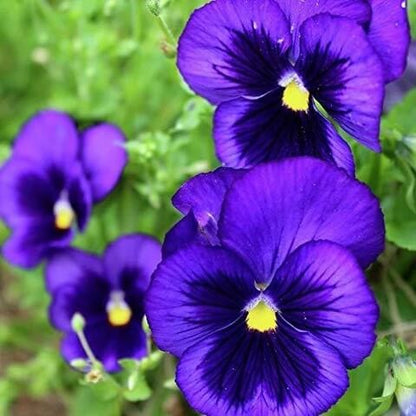 Cottage Essential Pansy Seeds
