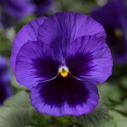 Cottage Essential Pansy Seeds