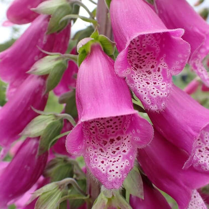 Cottage Foxglove Seeds