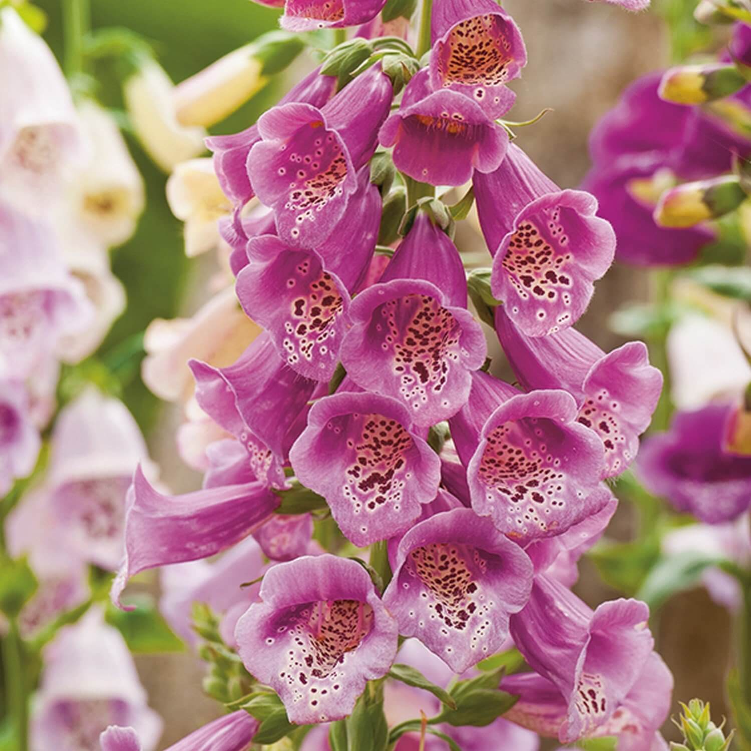 Cottage Foxglove Seeds