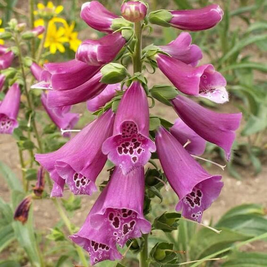 Cottage Foxglove Seeds
