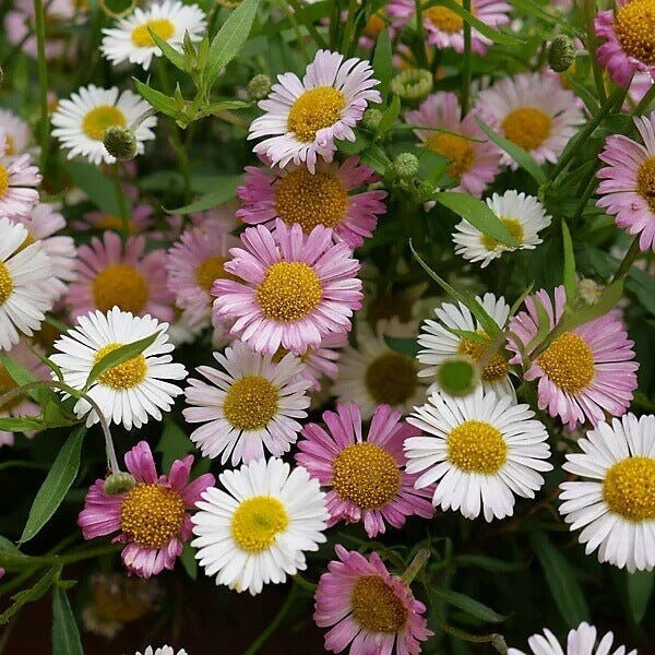 Cottage Garden Daisy seeds - Flower Plant