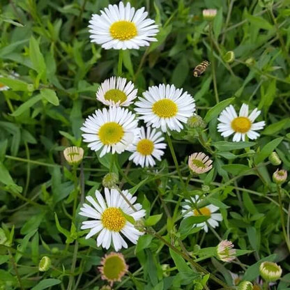 Cottage Garden Daisy seeds - Flower Plant