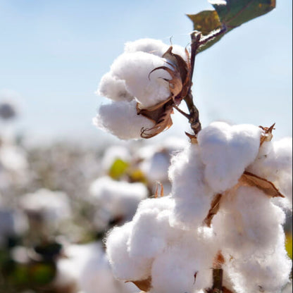 Cotton Seeds - Herbal Plant for Home Gardens