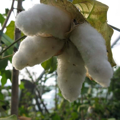 Cotton Seeds - Herbal Plant for Home Gardens