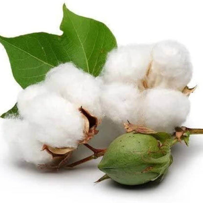Cotton Seeds - Herbal Plant for Home Gardens