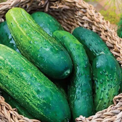 County fair cucumber seeds - Vegetable Plant