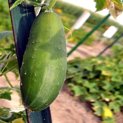 County fair cucumber seeds - Vegetable Plant