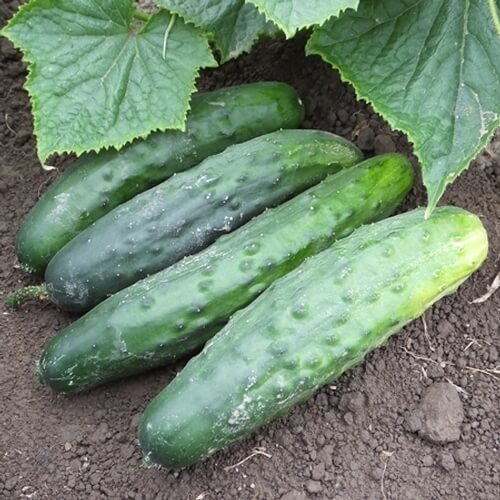 County fair cucumber seeds - Vegetable Plant