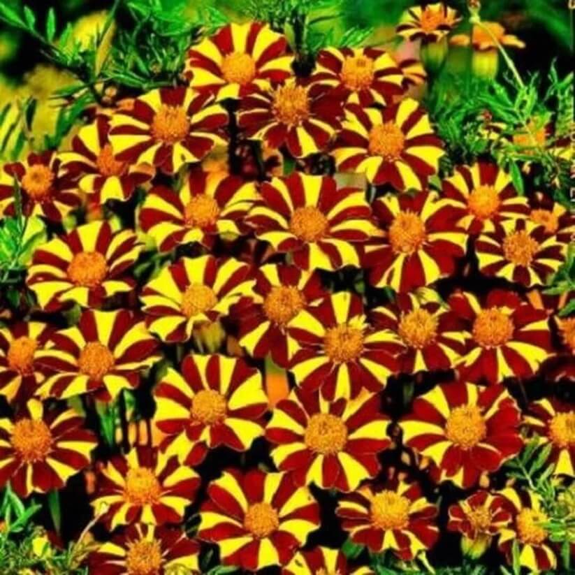 Court Jester Pinwheel Marigold seeds