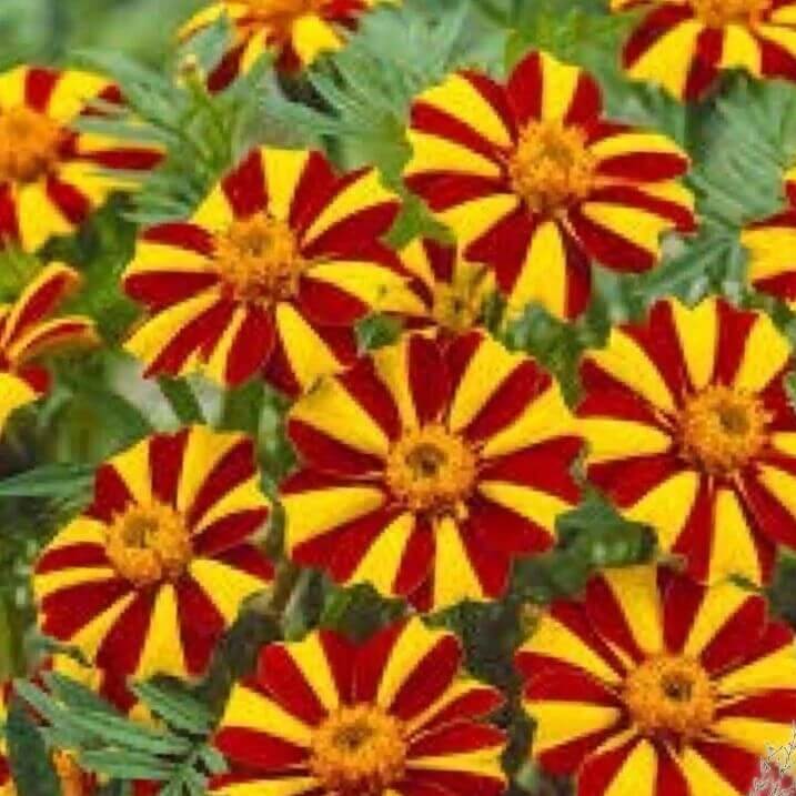Court Jester Pinwheel Marigold seeds