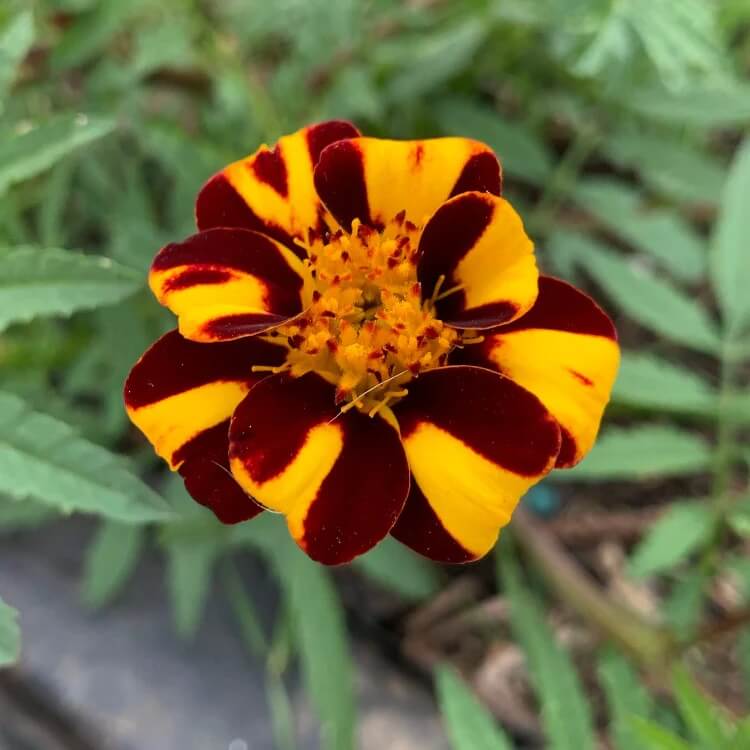 Court Jester Pinwheel Marigold seeds