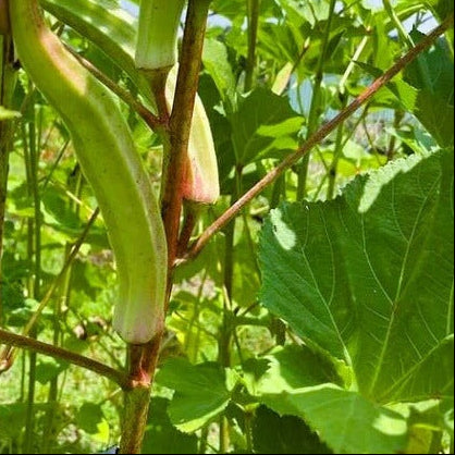 Cow Horn Okra Seeds