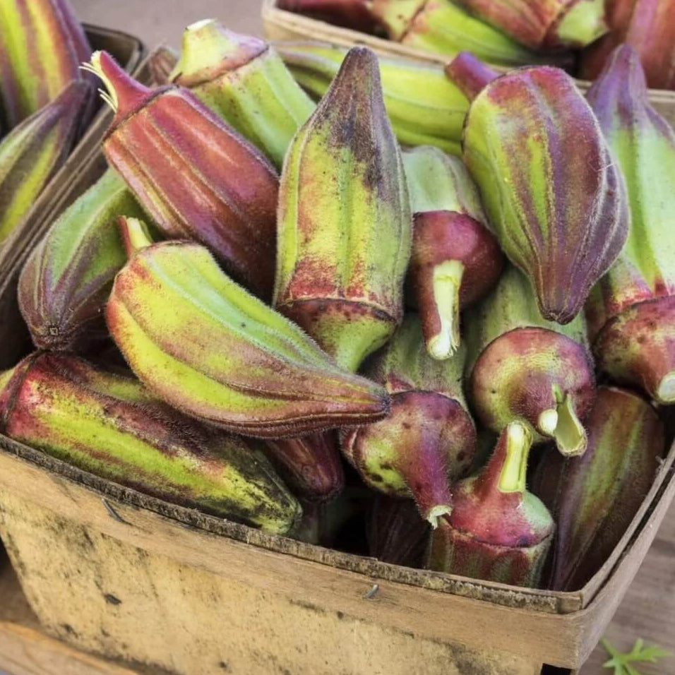 Cow Horn Okra Seeds