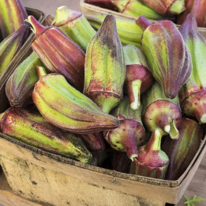 Cow Horn Okra Seeds