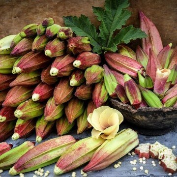 Cow Horn Okra Seeds