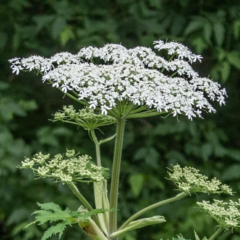 Cow Parsnip Seeds - Heirloom Flower Plant for Home Gardens