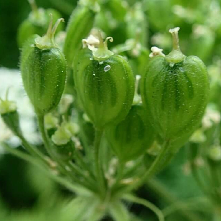 Cow Parsnip Seeds - Heirloom Flower Plant for Home Gardens