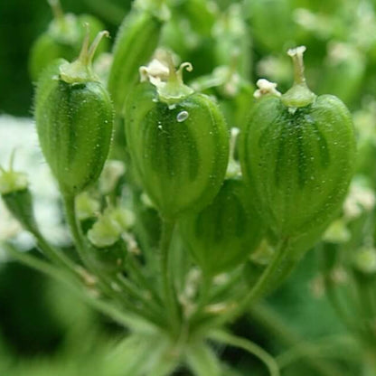 Cow Parsnip Seeds - Heirloom Flower Plant for Home Gardens