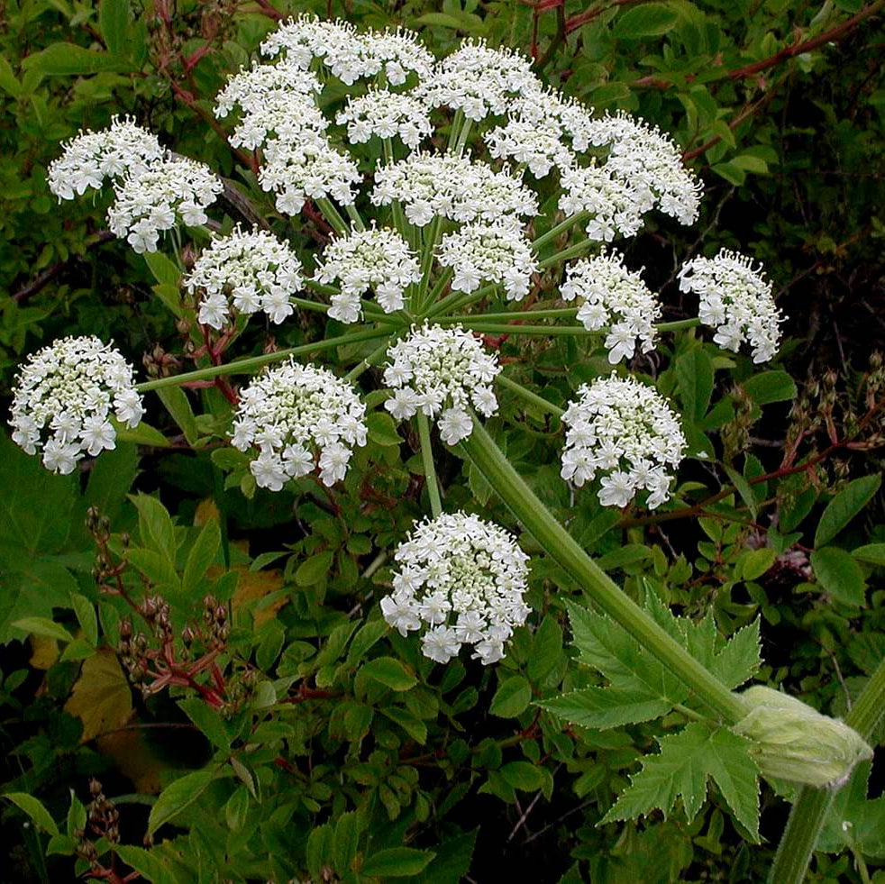 Cow Parsnip Seeds - Heirloom Flower Plant for Home Gardens