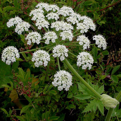 Cow Parsnip Seeds - Heirloom Flower Plant for Home Gardens