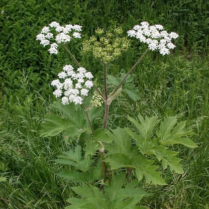 Cow Parsnip Seeds - Heirloom Flower Plant for Home Gardens