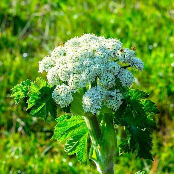 Cow Parsnip Seeds - Heirloom Flower Plant for Home Gardens