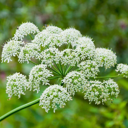 Cow Parsnip Seeds - Heirloom Flower Plant for Home Gardens