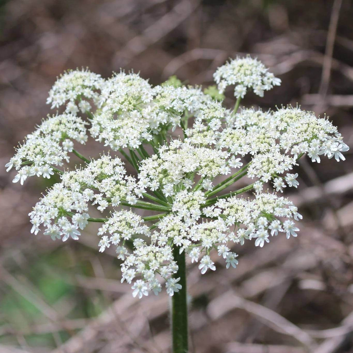 Cow Parsnip Seeds - Heirloom Flower Plant for Home Gardens