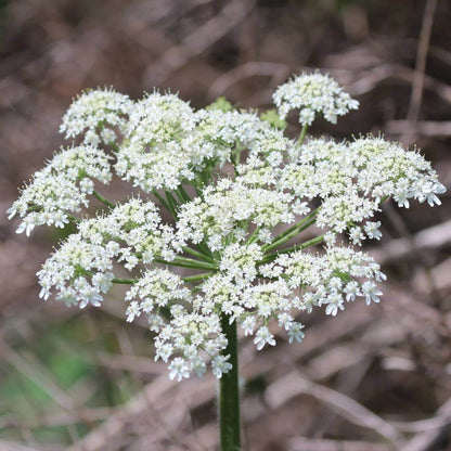 Cow Parsnip Seeds - Heirloom Flower Plant for Home Gardens