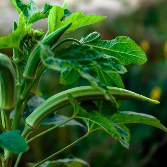 Cowhorn okra seeds - Vegetable Plant