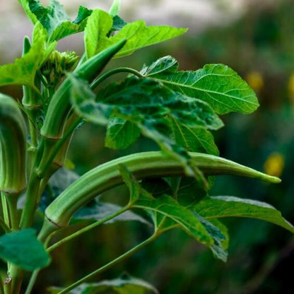 Cowhorn okra seeds - Vegetable Plant