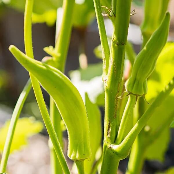 Cowhorn okra seeds - Vegetable Plant
