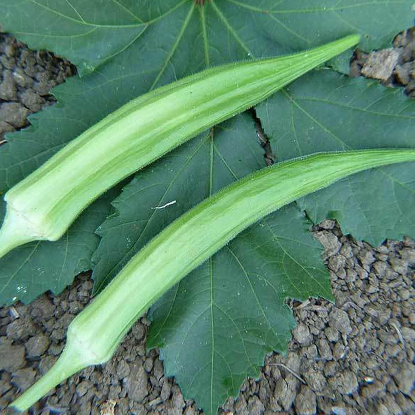 Cowhorn okra seeds - Vegetable Plant