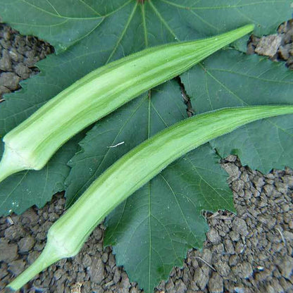 Cowhorn okra seeds - Vegetable Plant