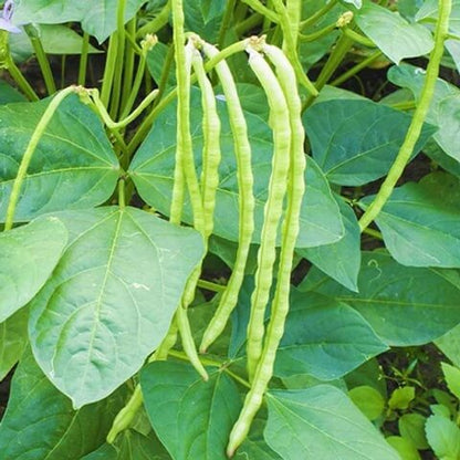 Cowpea Seeds