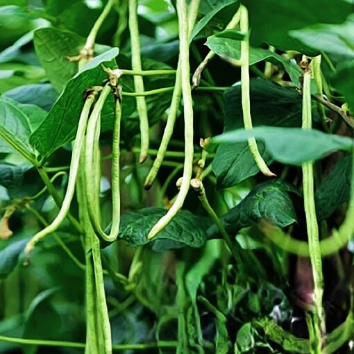 Cowpea Seeds